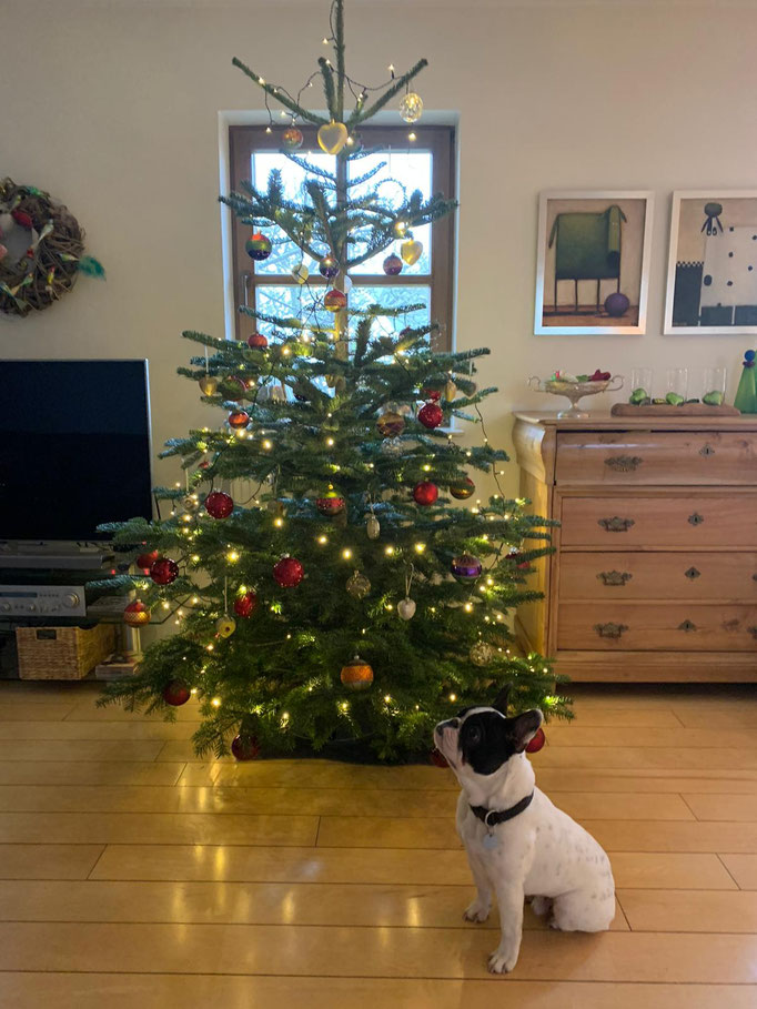 Eisbär wartet aufs Christkind