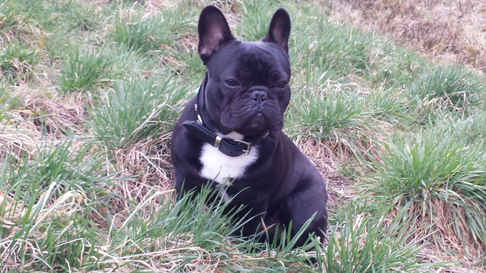 Black Cooper