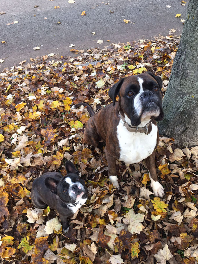 Baroness Franzi und Ignaz Nov. 2016