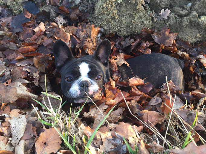 Baroness Franzi das Trüffelschweinchen