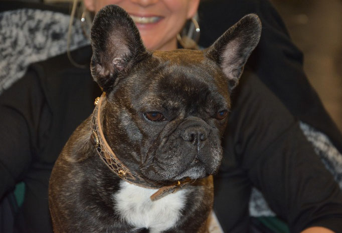 Betty Lou CACIB Nürnberg 2017