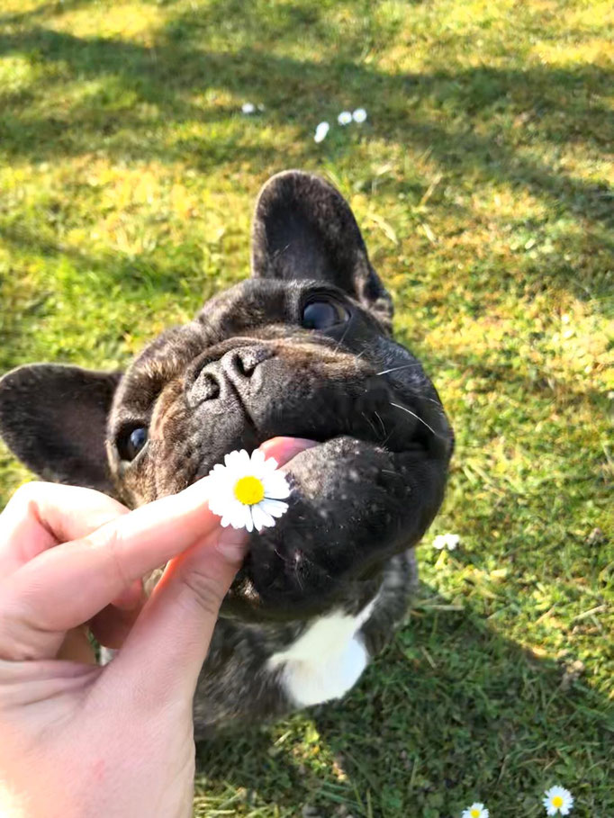 De Nera das Blumenmädchen