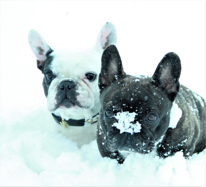 Schneeflöckchen