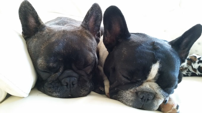 Betty und Lola beim Mittagsschlaf