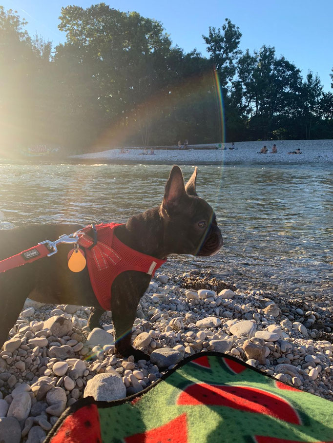 Ausflug an die Isar (Elfe)