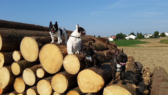 Lola, Lilly, Betty und Paula