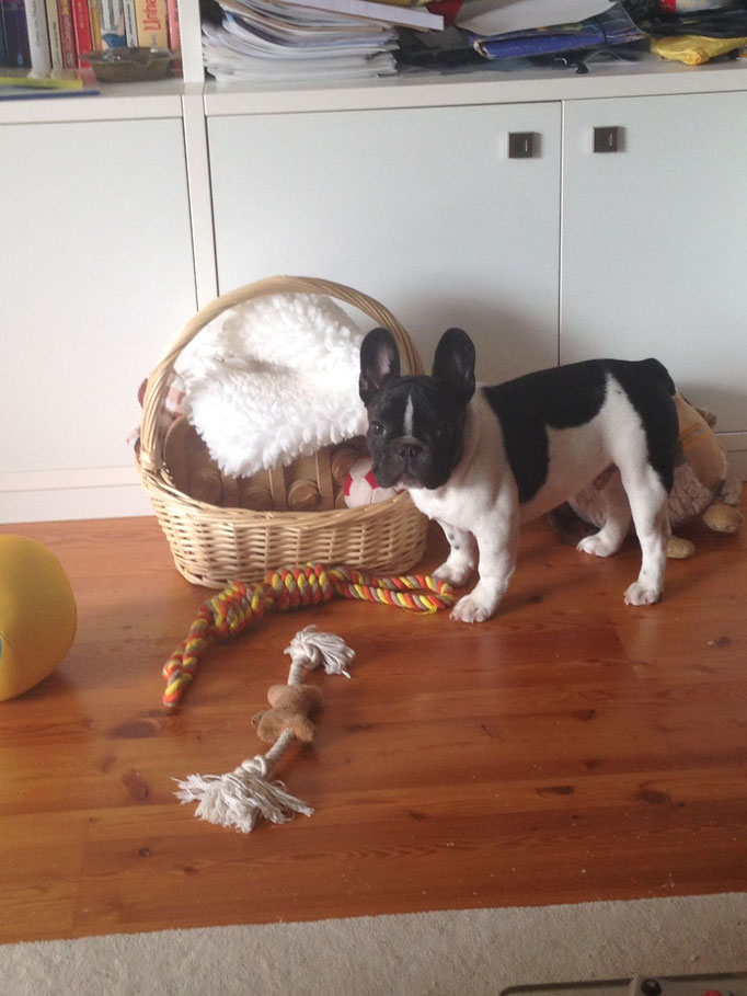 Chaccomo: "alles meins"