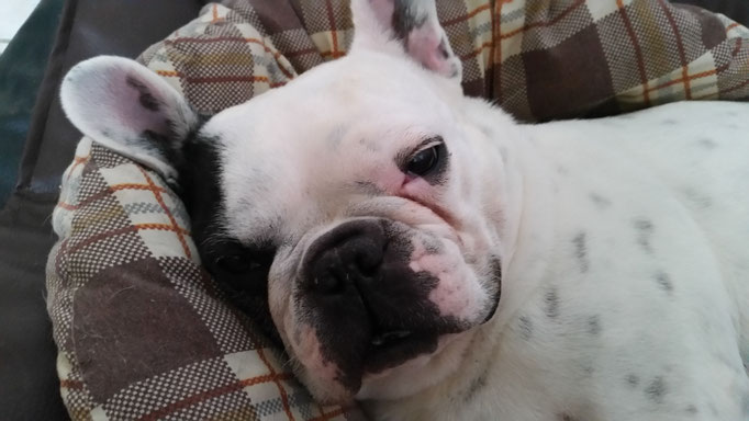 Lilly