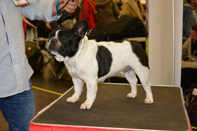 CACIB Nürnberg 2016