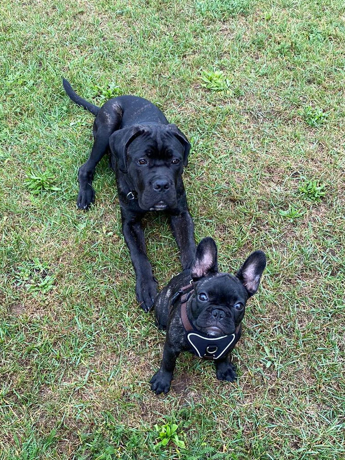 Eloise und Nero
