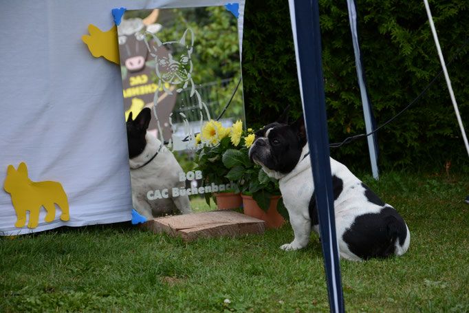 CAC Büchenbach 2016, De Lola Lady