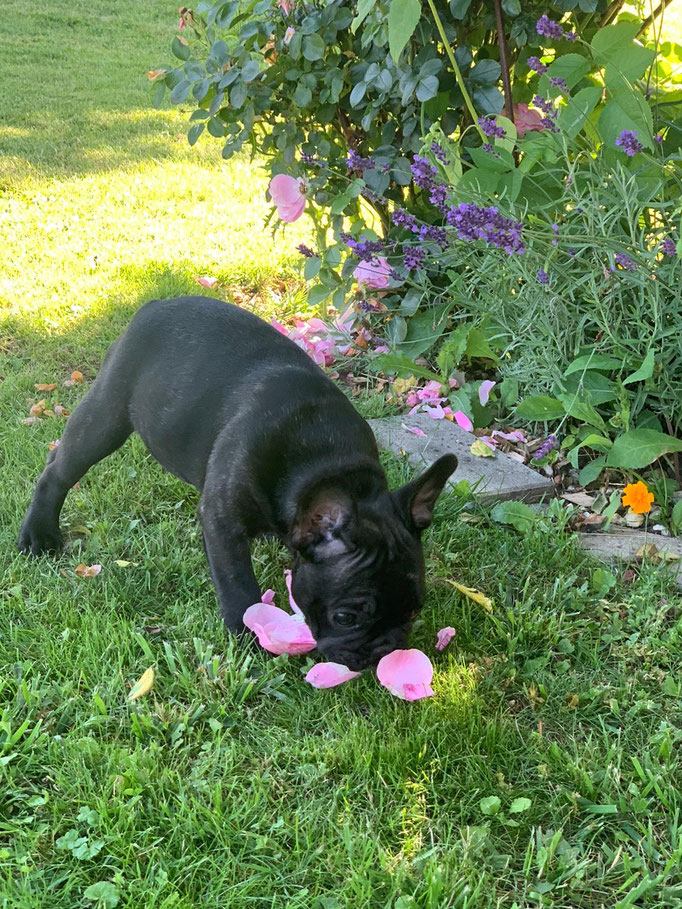 Elfe (Nala) im neuen Zuhause