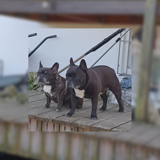 Schwesterchen und Brüderchen