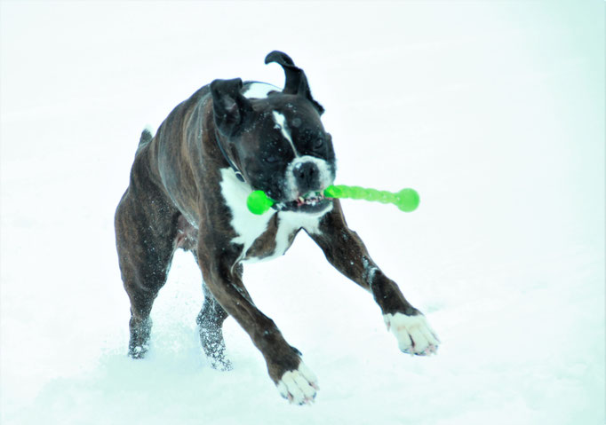 Benny der fliegende Boxer