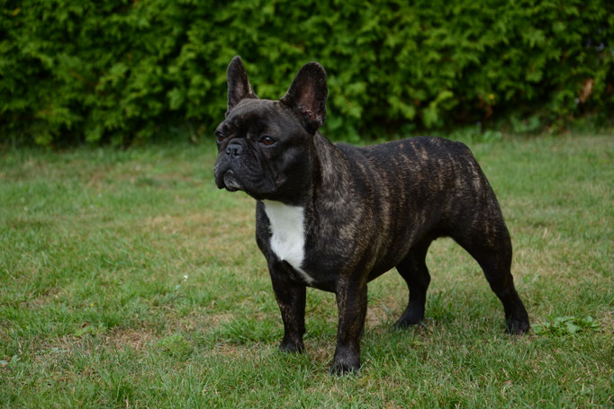CAC Büchenbach 2016, Betty Lou