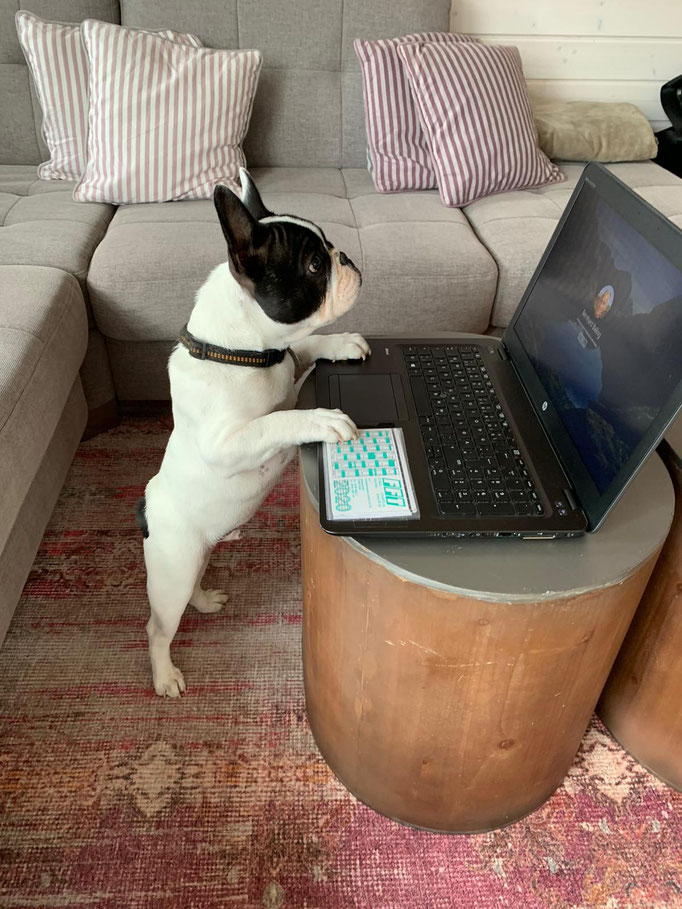 Eisbär im Homeoffice