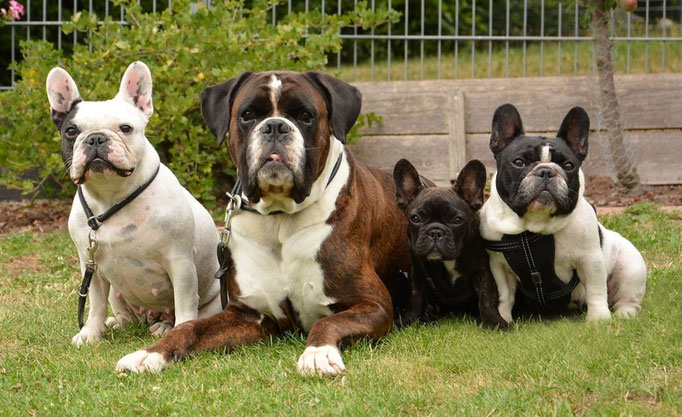 Benny und sein Harem