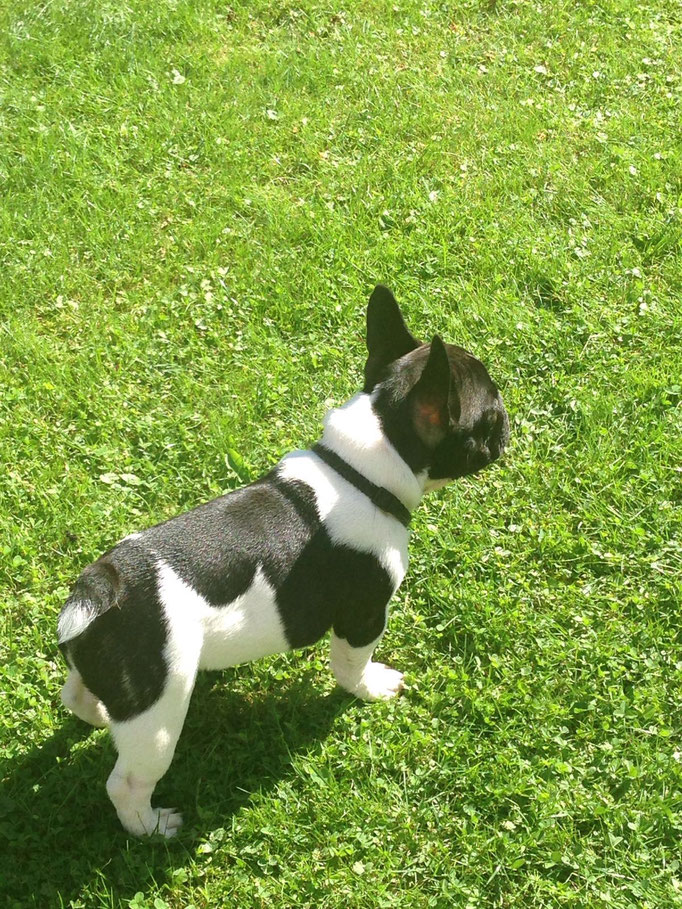 Chaccomo