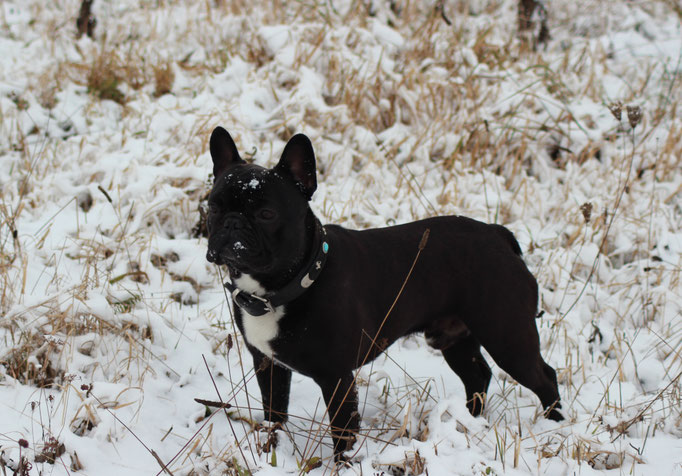 Black Cooper Januar 2017