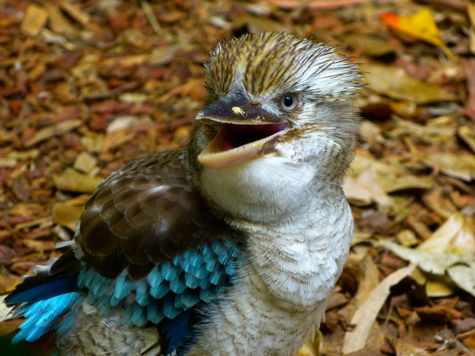 Kookabura