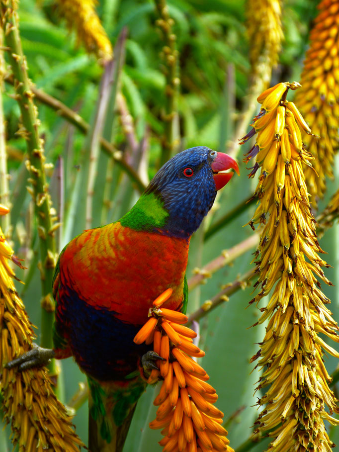 Rainbow Lorikeet 2