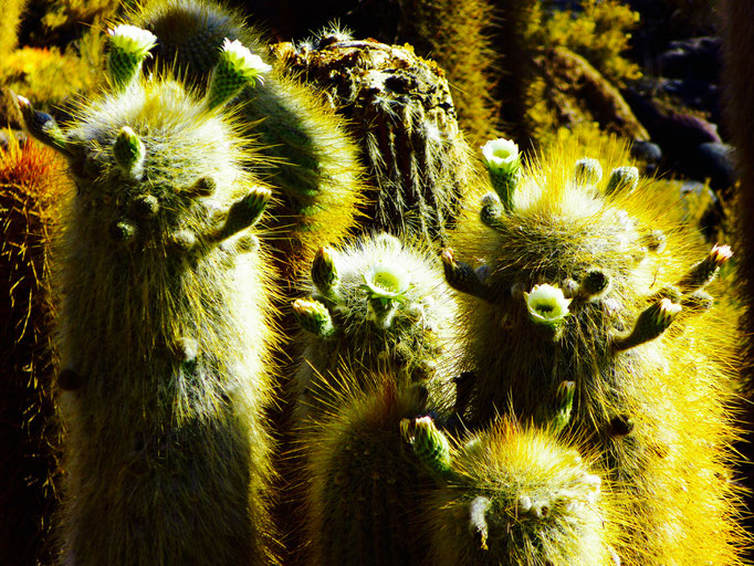 Kakteen Uyuni