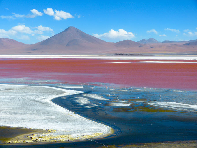 Laguna Colorado 2  Uyuni