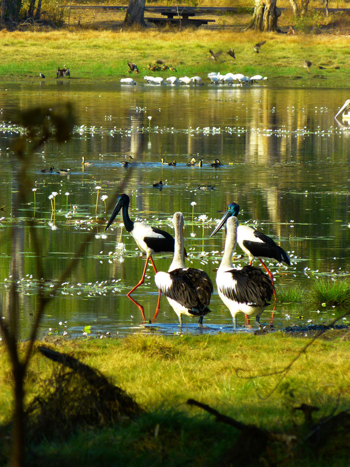 Jabiru 2