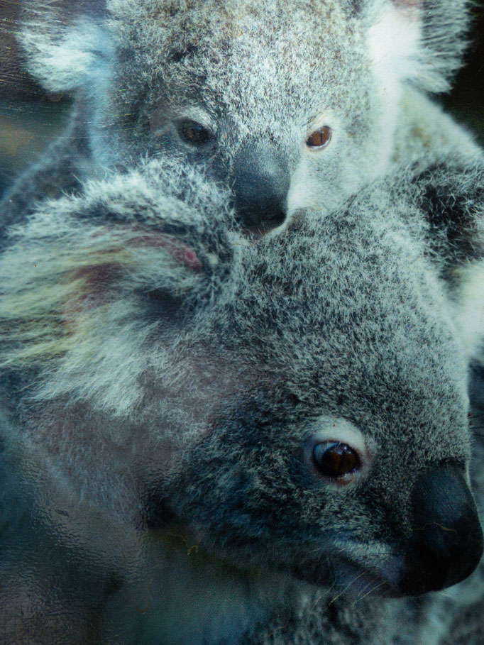 Koala's  