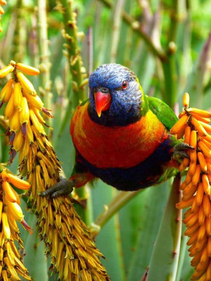 Rainbow Lorikeet 1