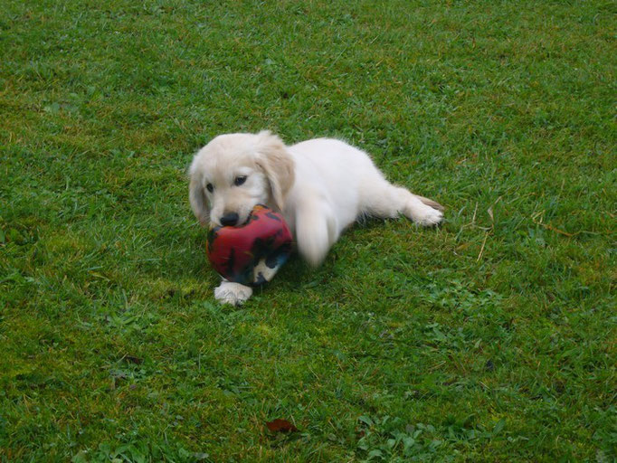 Happy Noisette ,3 mois(Derby-Buddy)