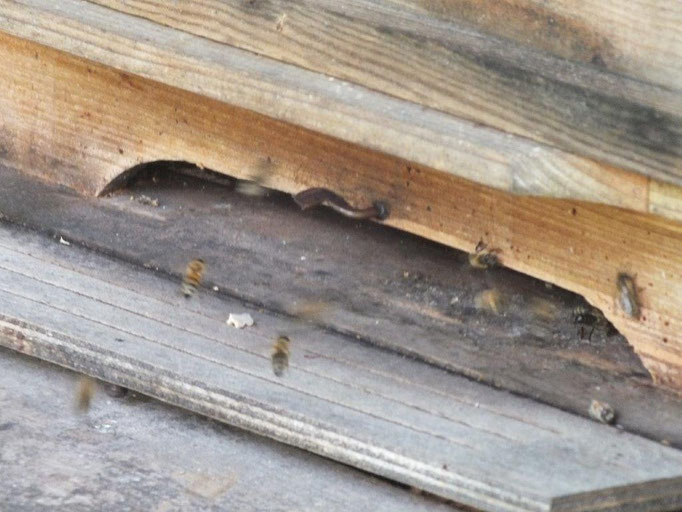 Bienenvolk - ein neuer Mieter auf dem Geesthof!