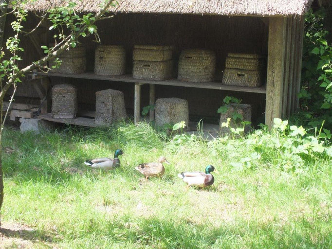 Bienenvolk - ein neuer Mieter auf dem Geesthof!