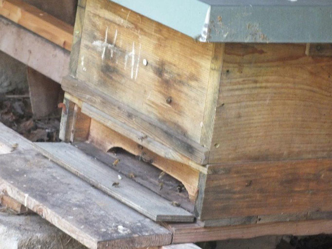 Neues Bienenvolk auf unserem Geesthof!