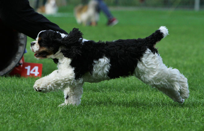 Agility Hondenschool Rotterdam USV-VOP