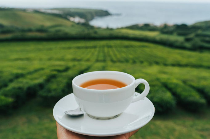 Azores - Cha Gorreana in Sao Miguel Island - Copyright  HeadSpinPhoto