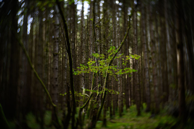 Aufnahme mit einem "Petzval" Objektiv = ein Lomographie-Nachbau dieses sehr alten Objektives mit besonderem Bokeh