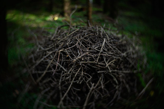 Aufnahme mit einem "Petzval" Objektiv = ein Lomographie-Nachbau dieses sehr alten Objektives mit besonderem Bokeh