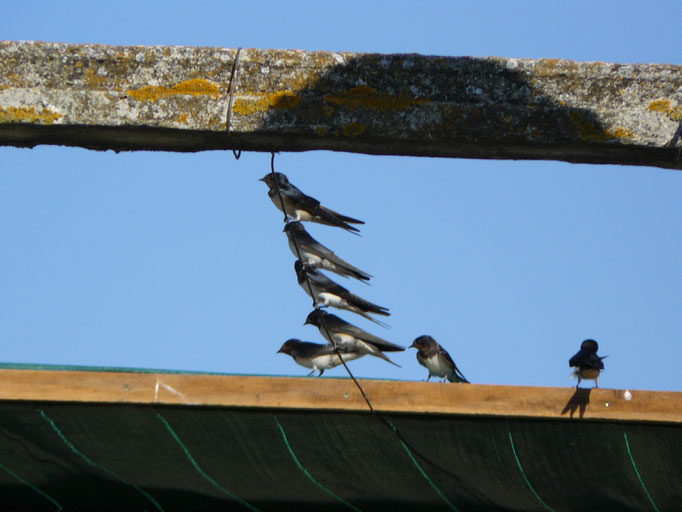 Zwaluwen, Fronteira, Portugal