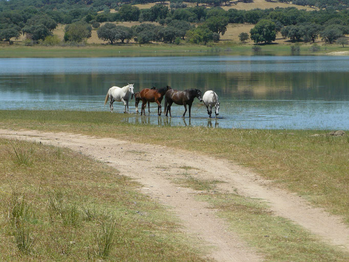 Paarden op de oever van Barragem do Maranhão, Portugal