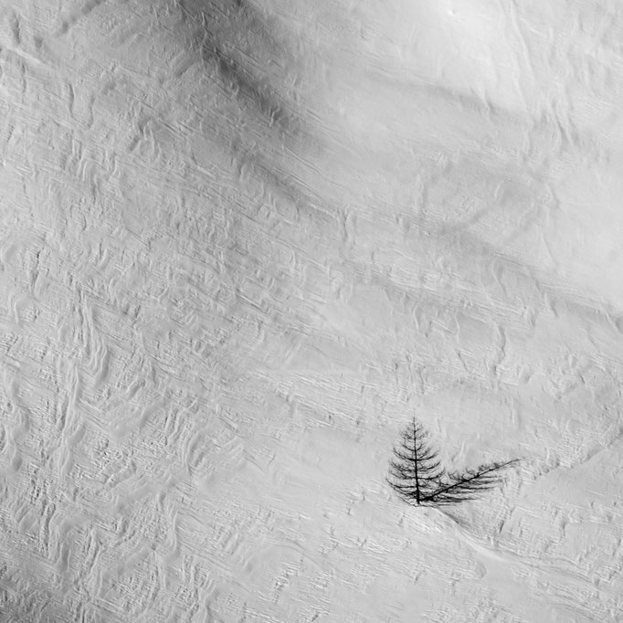 Leichter Windeinfluss, daher die schöne Struktur im Schnee. Und eine einzelne Lärche, wohl an der Baumgrenze... - Pflerschtal, Südtirol