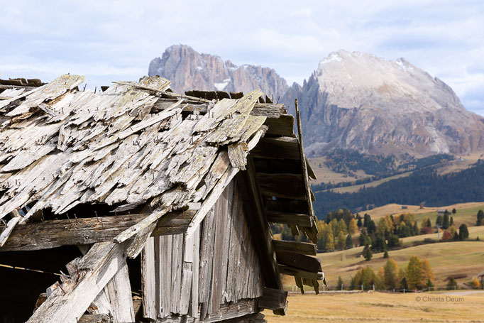 Seiser Alm, Holzschindeln mit Blick auf den Plattkofel und Langkofel, Foto: Christa Daum