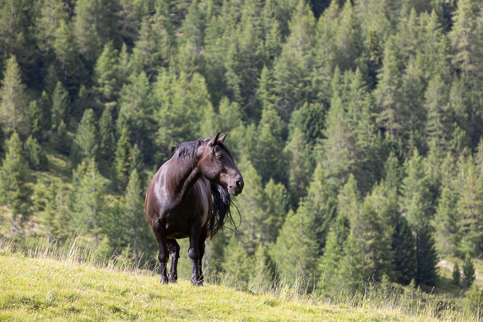 Staller Sattel Osttirol, Foto: Christa Daum 