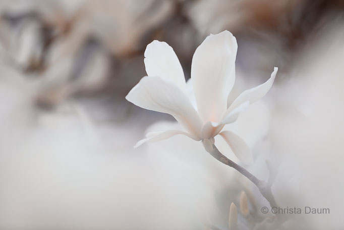 Magnolie, Foto: Christa Daum