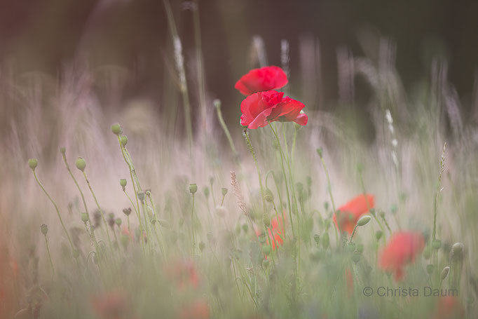 Roter Mohn, Foto: Christa Daum