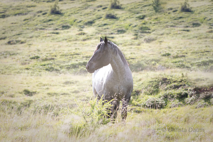 Staller Sattel Osttirol, Foto: Christa Daum 