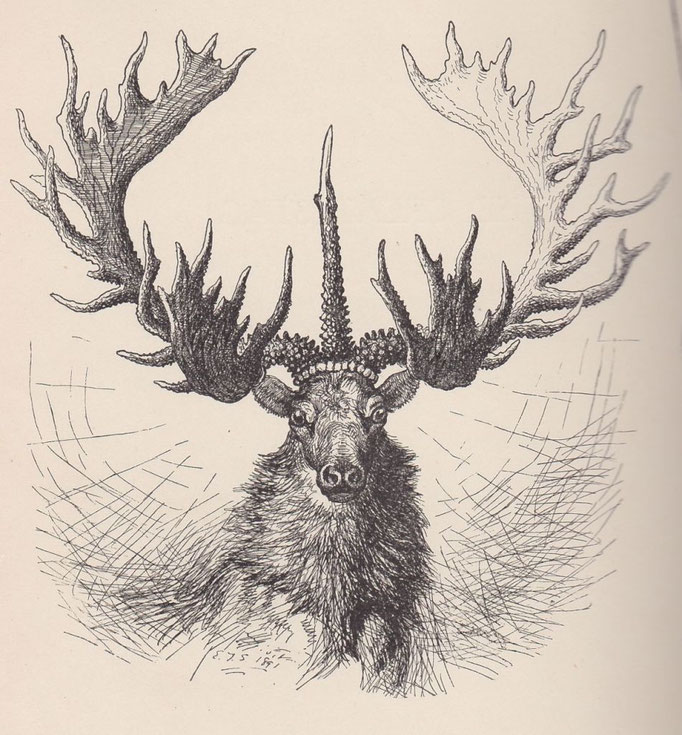 Great Stag Seton