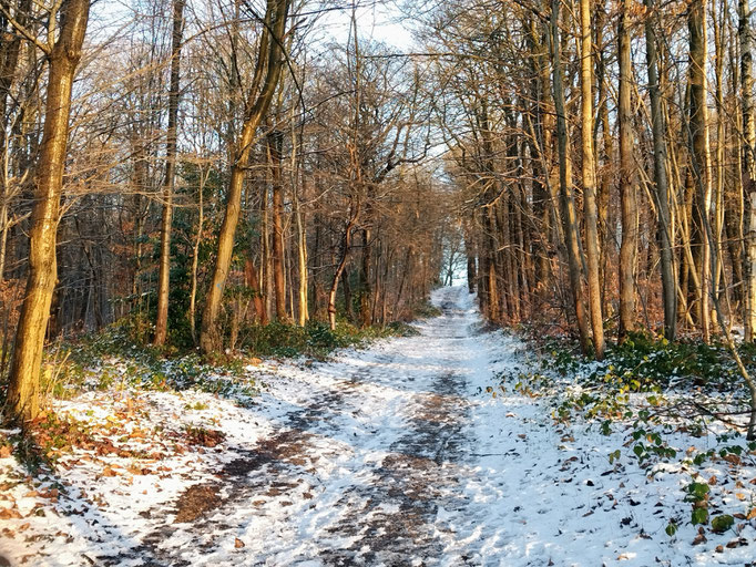 Forêt de Fausse-Reposes sous la neige
