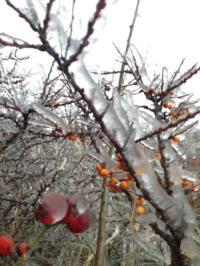 Bilderbuch Juist - Juist Domizile - Exklusive Ferienhäuser ...