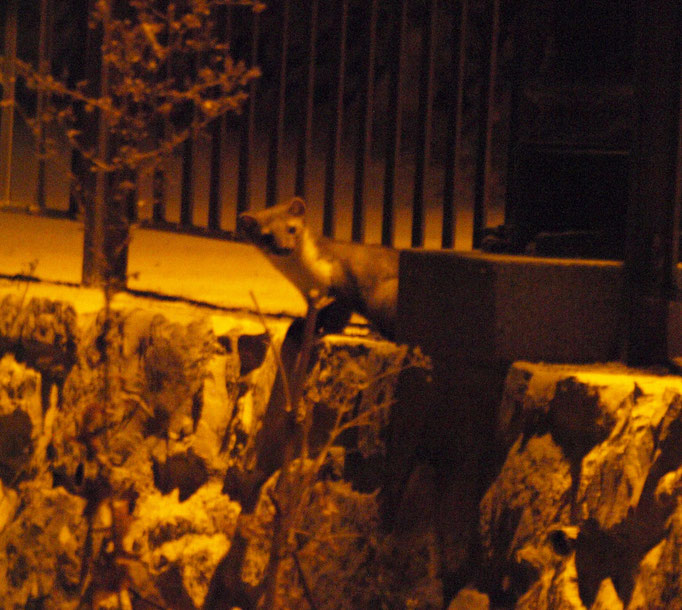 Garduña, Recreo Peral. La fotografía está hecha casi de noche, a la luz de la farola del paseo que lleva al Recreo Peral.